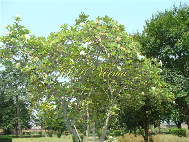  Plant
